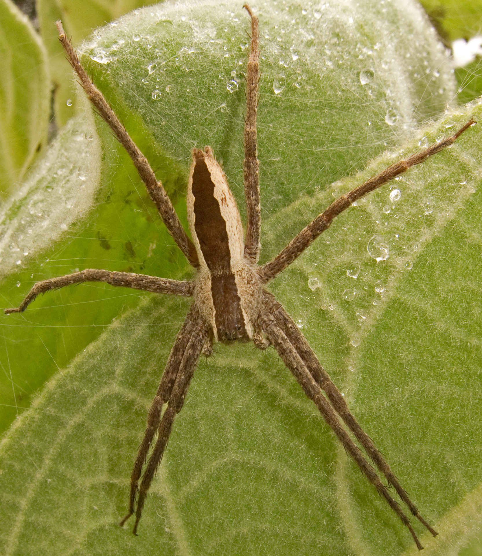 Nursery Web Spider